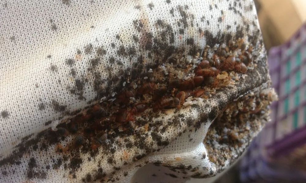 bed bugs extermination in Halton region