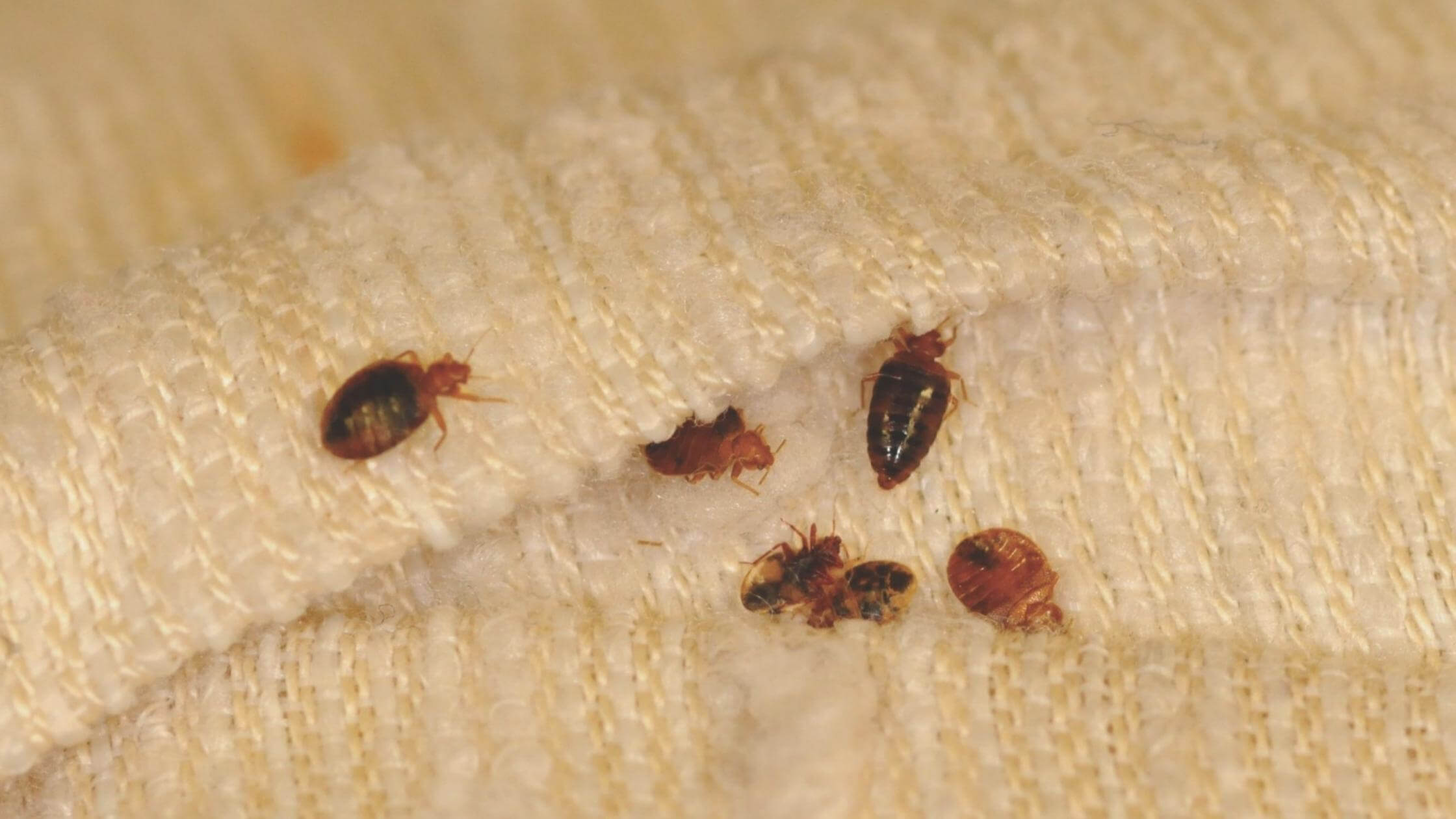 Bed bugs extermination Niagara