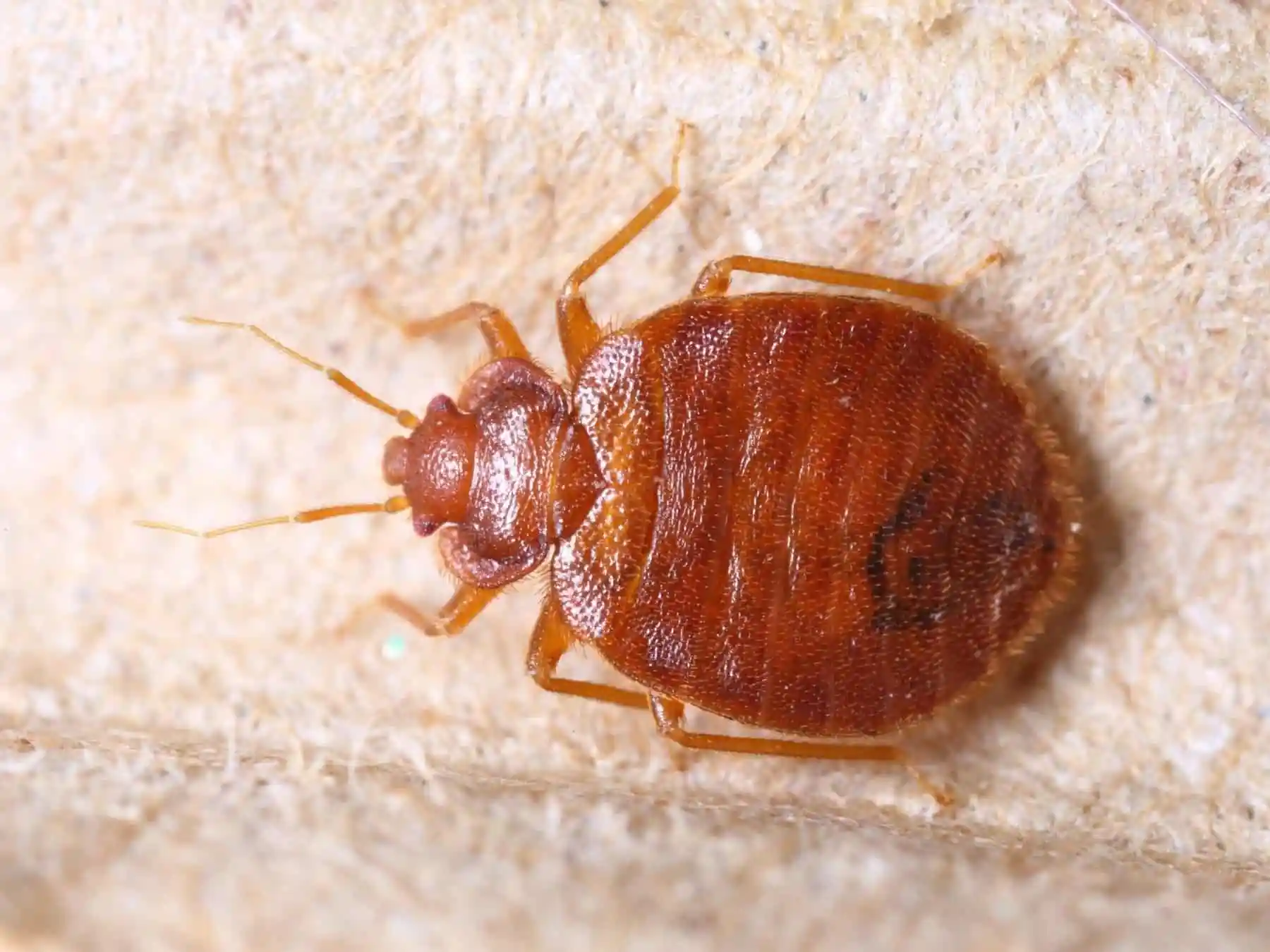 Bed bugs, bed bugs treatment