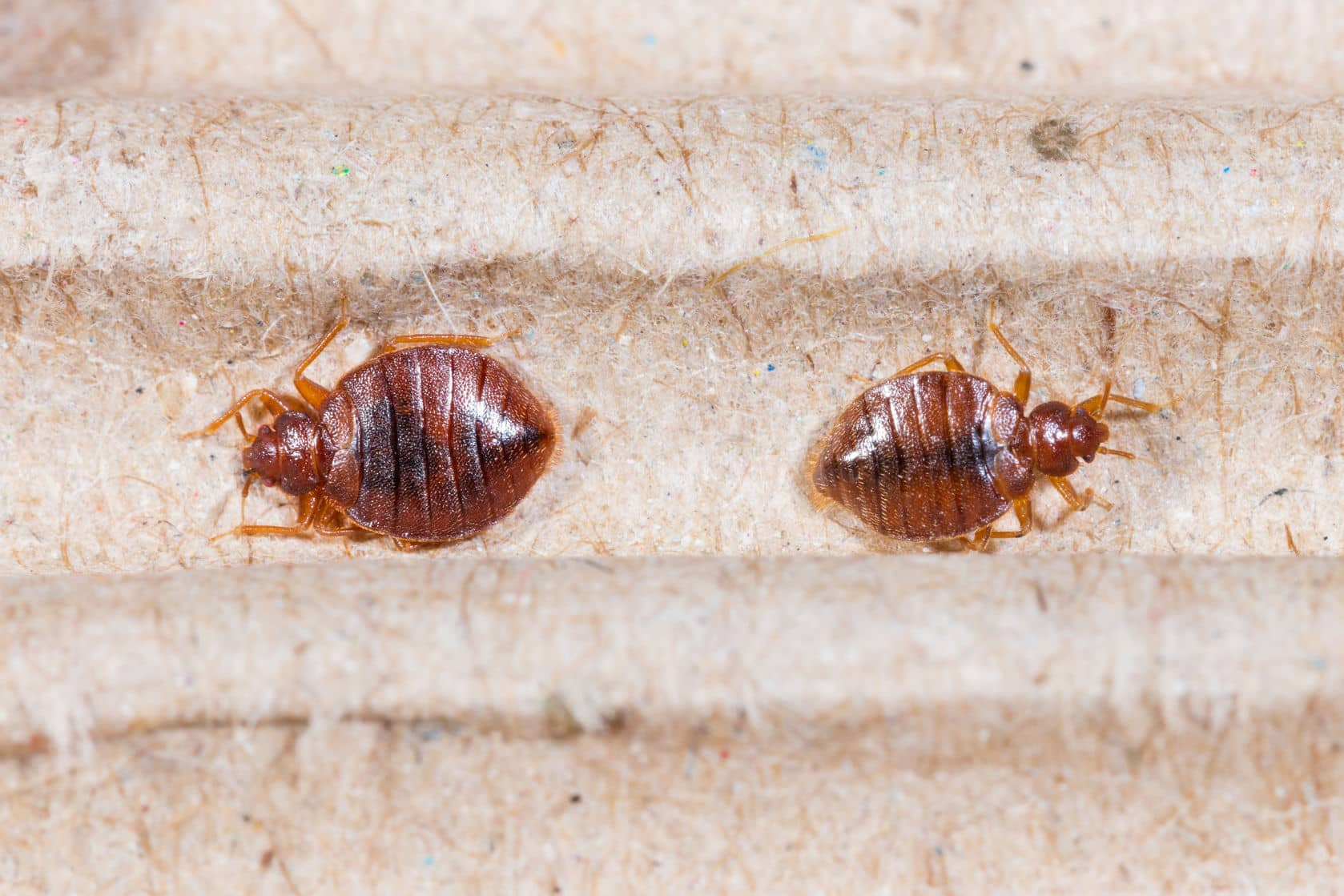 bed bugs, bed bugs pest control, bed bugs removal services